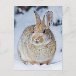 Postal Wyoming, Condado de Sublette, Cottontail de Nuttal