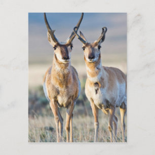 Postal Wyoming, condado de Sublette, machos de berrendo