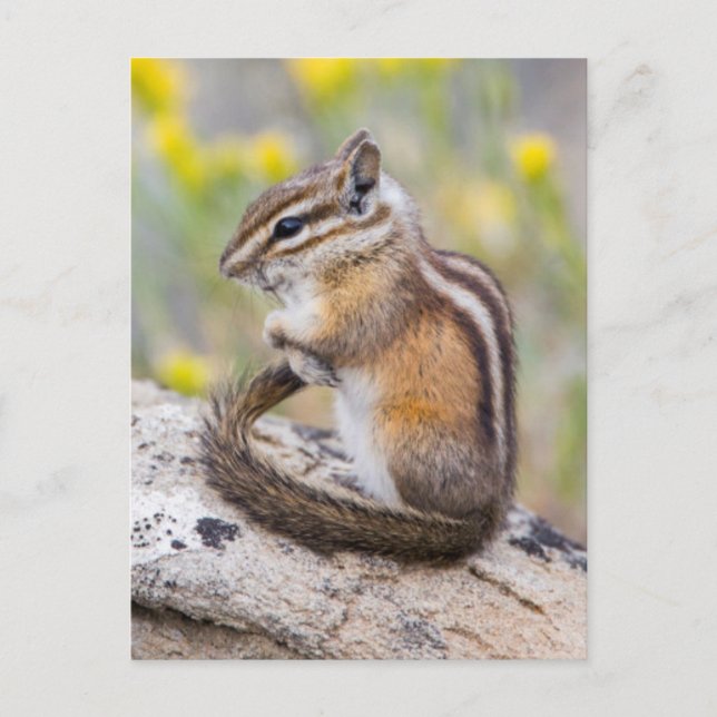 Postal Wyoming, Condado de Sublette, Menos Chipmunk (Anverso)