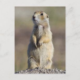 Postal Wyoming, Condado de Sublette, Prairie de cola blan