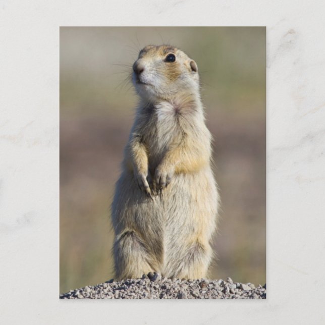 Postal Wyoming, Condado de Sublette, Prairie de cola blan (Anverso)