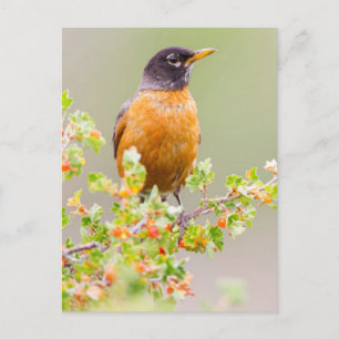 Postal Wyoming, Condado de Sublette, Un Robin Americano