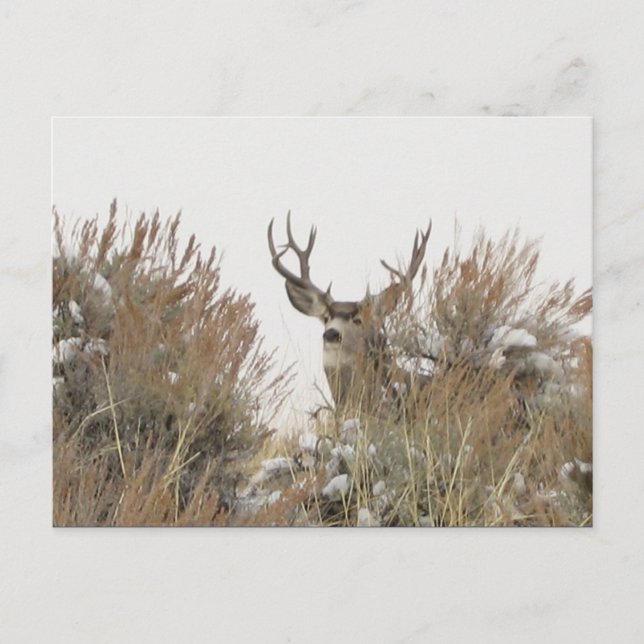 Postal Wyoming Deer (Anverso)