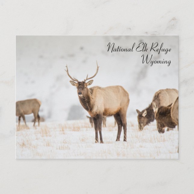 Postal Wyoming del Refugio Nacional de los Elks (Anverso)