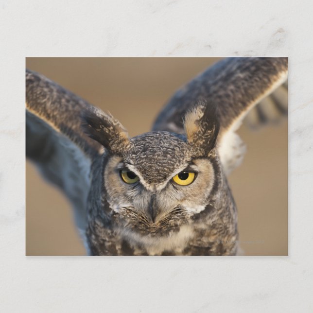 Postal Wyoming, EE.UU. (Anverso)