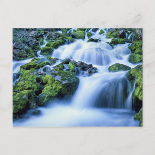 Postal Wyoming. EE.UU. Primavera periódica durante el per