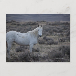 Postal wyoming, estados unidos de américa