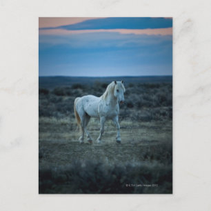 Postal wyoming, estados unidos de américa