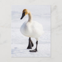 Wyoming, refugio nacional de los alces, cisne de