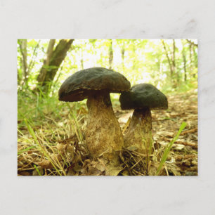Postal Xerocomus pruinatus Mushroom Postcard