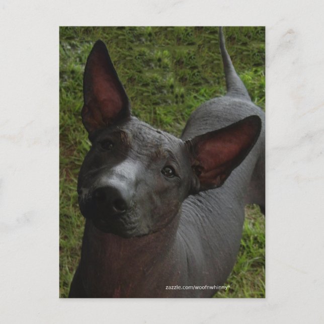 Postal Xoloitzcuintli (Anverso)