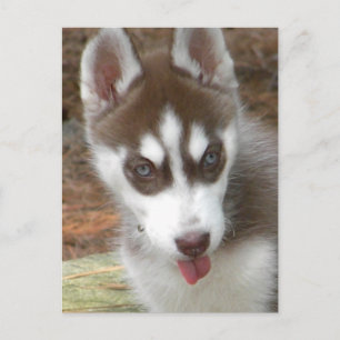 Postal XX- Perro espumoso siberiano cúbico