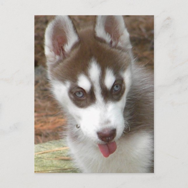 Postal XX- Perro espumoso siberiano cúbico (Anverso)