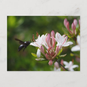 Postal Xylocopa iris