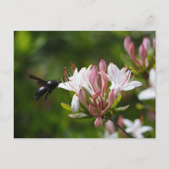 Postal Xylocopa iris (Anverso)
