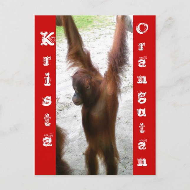 Postal Y el ganador es Krista Orangutan (Anverso)