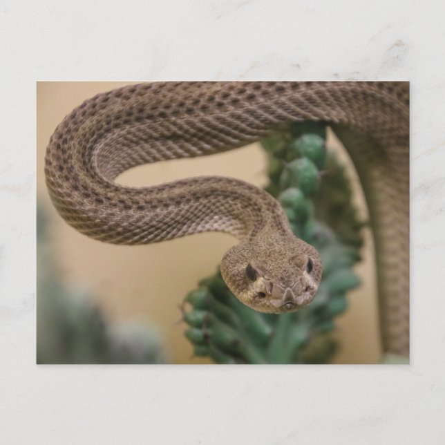 Postal ¡Ya Se Ha Ido! (Anverso)