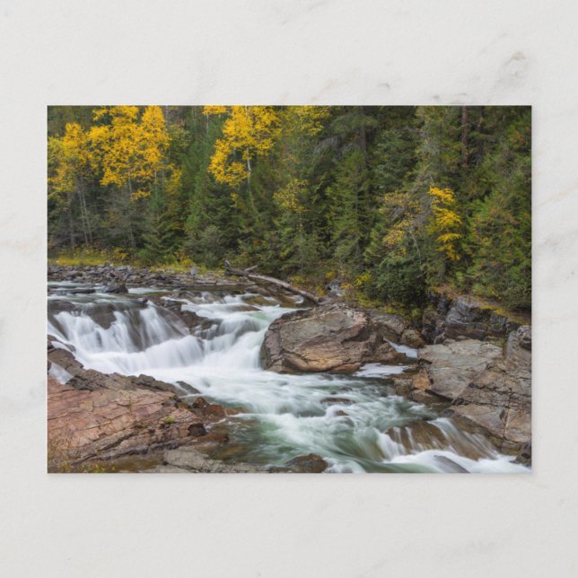 Postal Yaak Cae En Otoño En El País De Kootenai (Anverso)