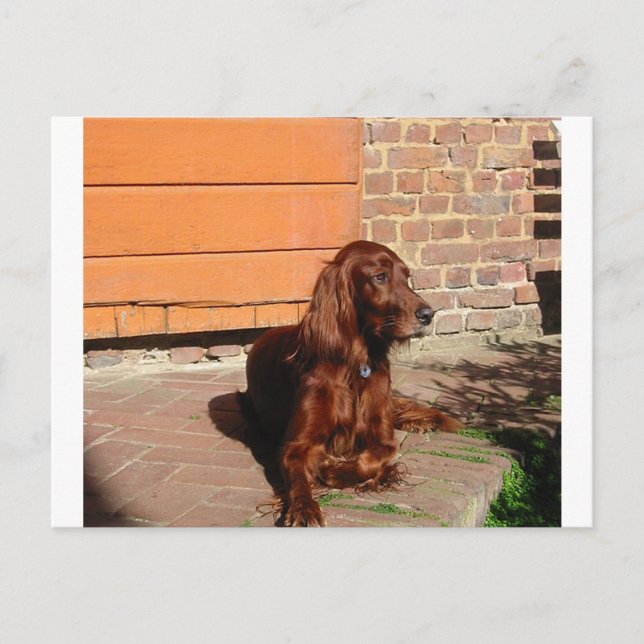 Postal yacimiento de setter irish.png (Anverso)