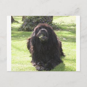 Postal Yacimiento en Terranova.png