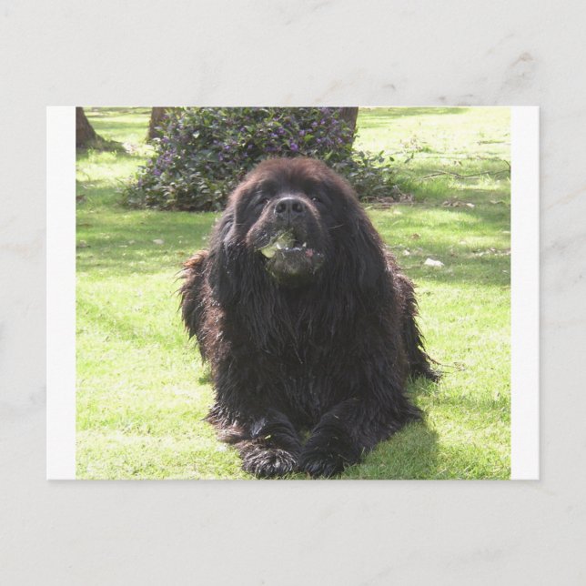 Postal Yacimiento en Terranova.png (Anverso)