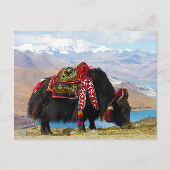 Postal Yak Bos Grunniens cerca del lago Yamdrok Tibet (Anverso)