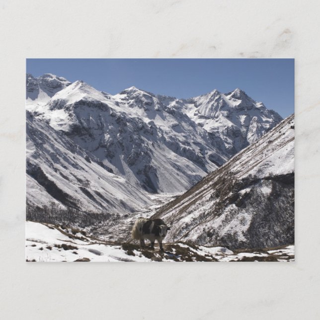Postal Yak cerca del monte Jhomolari, Jangothang Jigme Do (Anverso)
