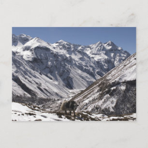 Postal Yak cerca del monte Jhomolari, Jangothang Jigme Do