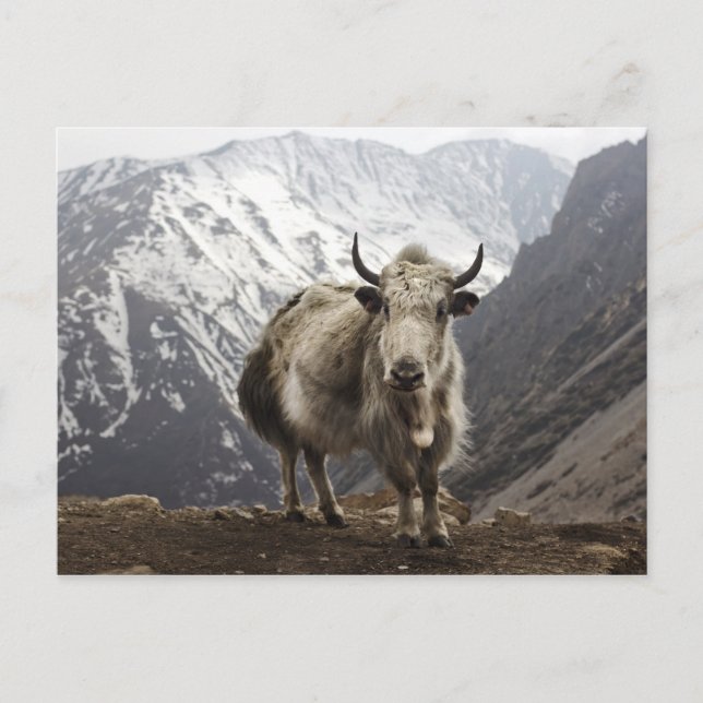 Postal Yak en Nepal (Anverso)
