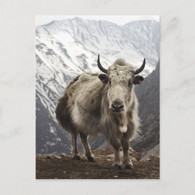 Postal Yak en Nepal (Anverso)