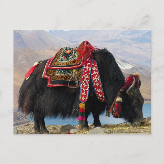 Postal Yak tibetano (Anverso)
