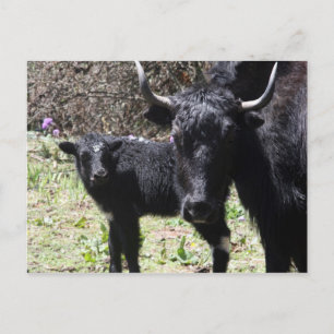 Postal yak y ternero