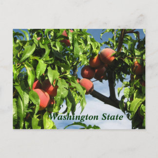 Postal Yakima Valley Peaches, Estado de Washington.