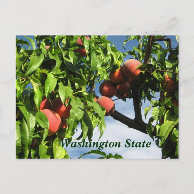 Postal Yakima Valley Peaches, Estado de Washington. (Anverso)