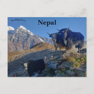 Postal Yaks en Nepal