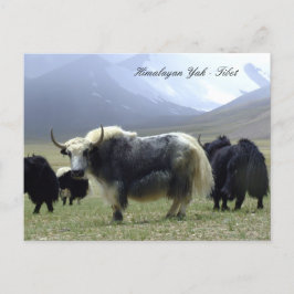 Postal Yaks, Himalayas, nómadas de montaña Ladakh/Yak Tib