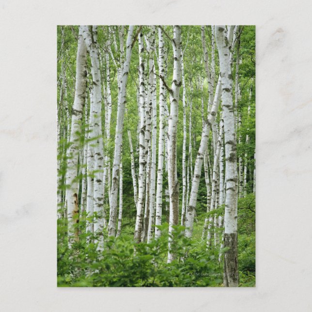 Postal Yakumo-mura, Prefectura de Nagano, Honshu Central (Anverso)