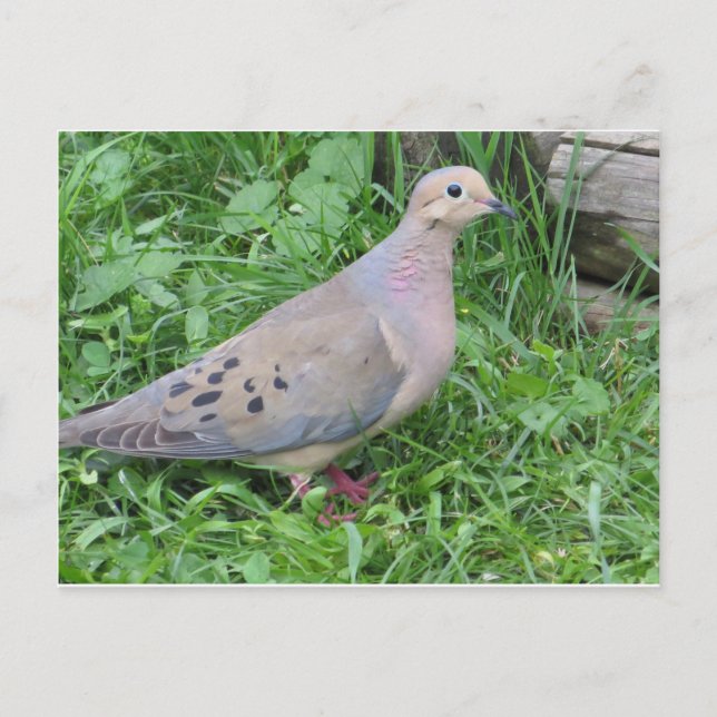 Postal Yard Dove (Anverso)