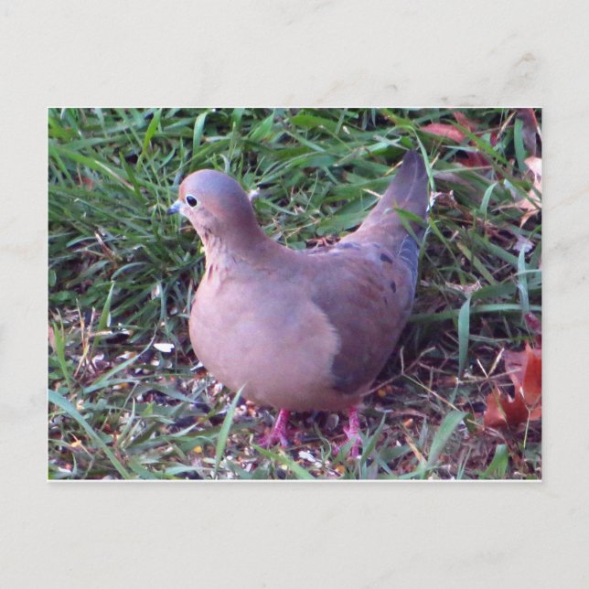 Postal Yard Dove 1 (Anverso)
