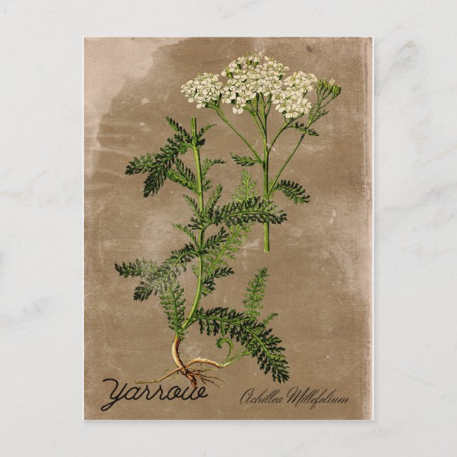 Postal Yarrow con estilo vintage (Anverso)