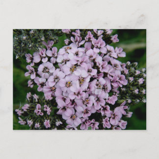 Postal Yarrow rosa, isla Unalaska