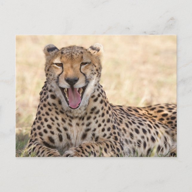 Postal Yawning Cheetah (Anverso)