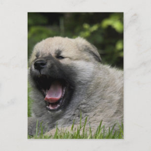 Postal Yawning Chow Chow