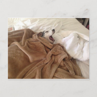 Postal Yawning Doggy