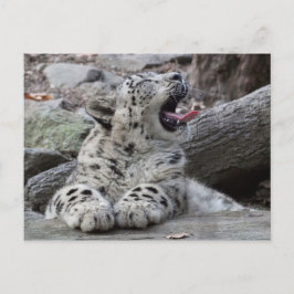 Postal Yawning Snow Leopard Cub