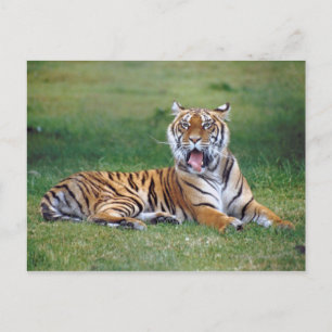 Postal Yawning Tiger