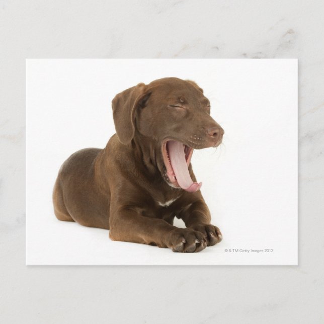 Postal Yawning, un laboratorio de chocolate de cuatro mes (Anverso)