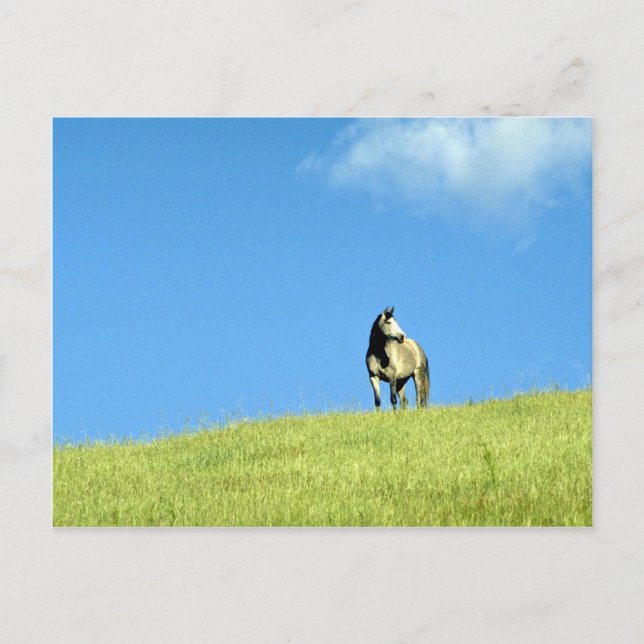 Postal yegua árabe, Victoria, Australia (Anverso)