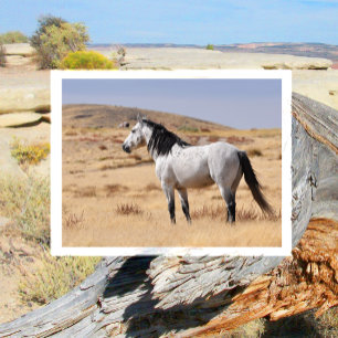 Postal Yegua Salvaje Blue Roan en Hierba en el Rancho de