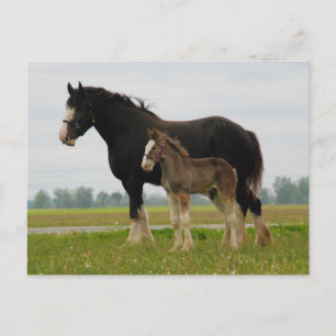 Postal yegua y potra del clydesdale